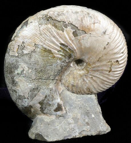 Displayable Hoploscaphites Ammonite - South Dakota #43920